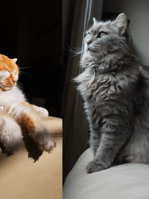 A walk to heal two souls